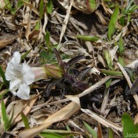 Centranthera indica (L.) Gamble